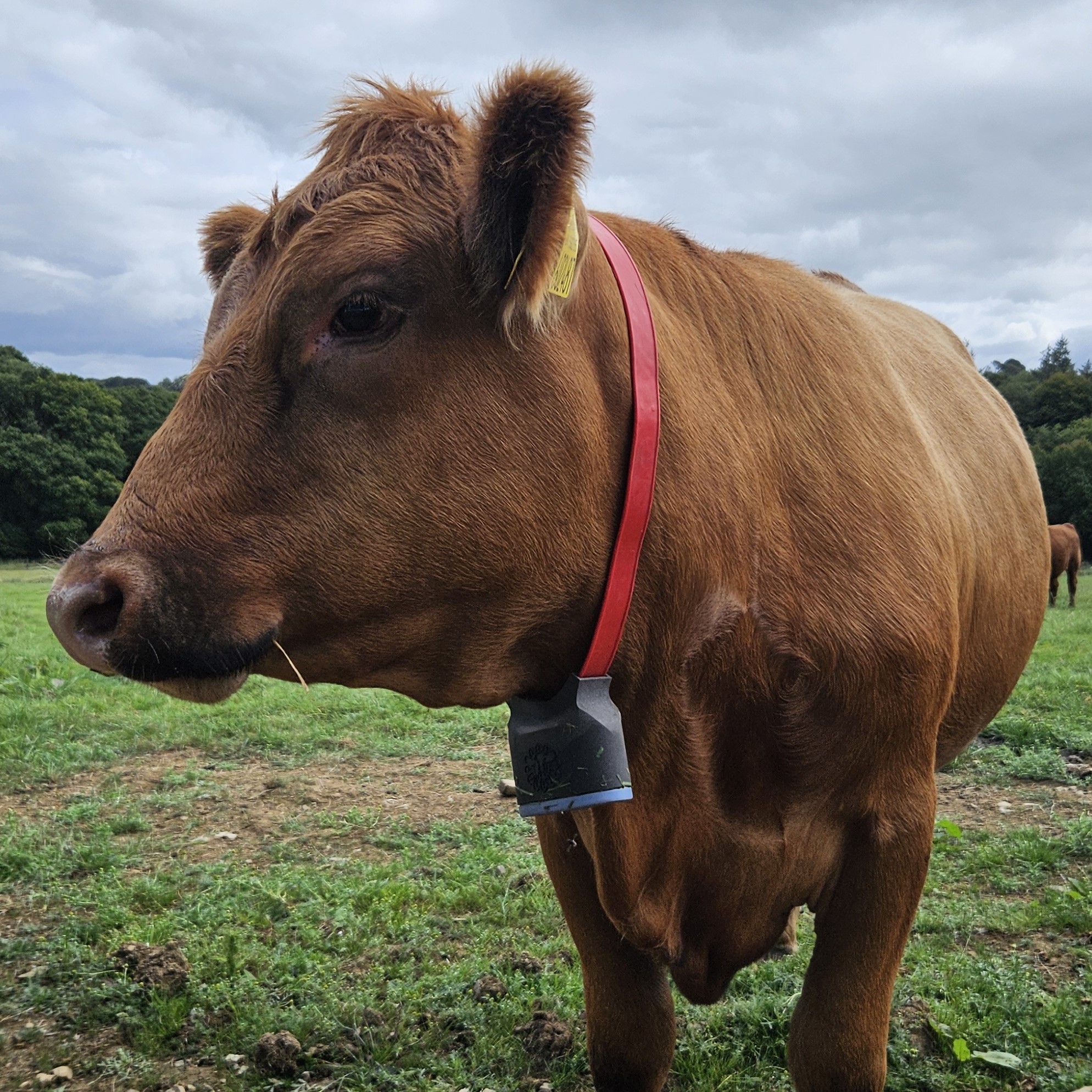 Cow wearing the DAISY sensor.